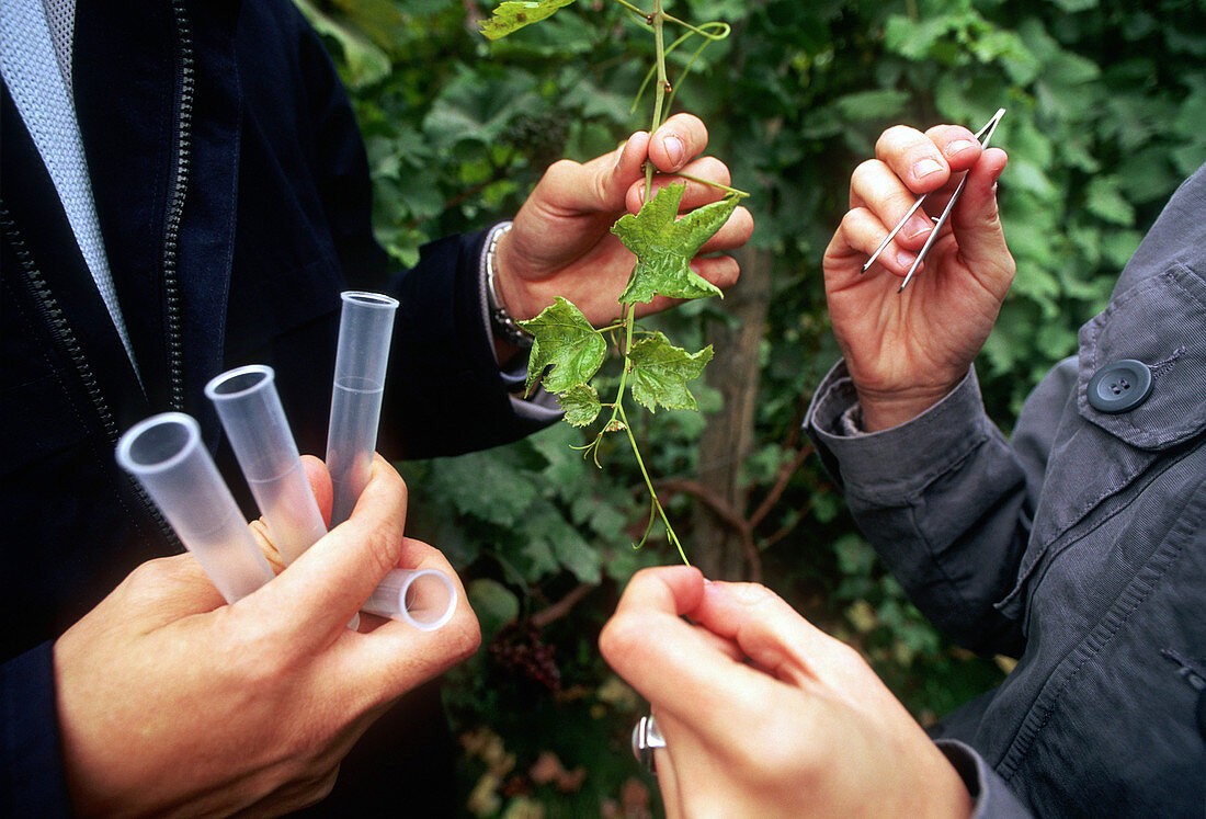 Vine samples for genetic research