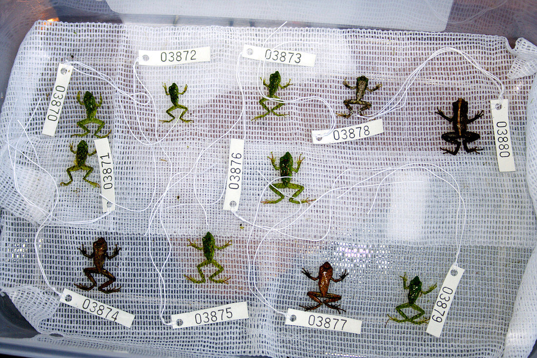 Labelled rainforest frogs