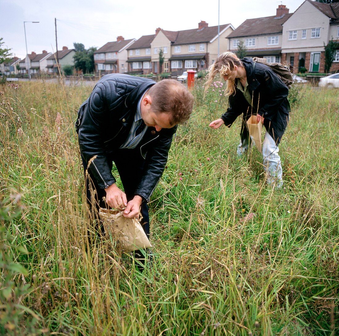Volunteers collecting wildflower seeds