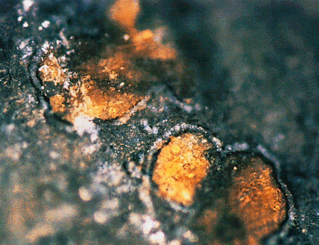 Mineral globules on a Mars meteorite