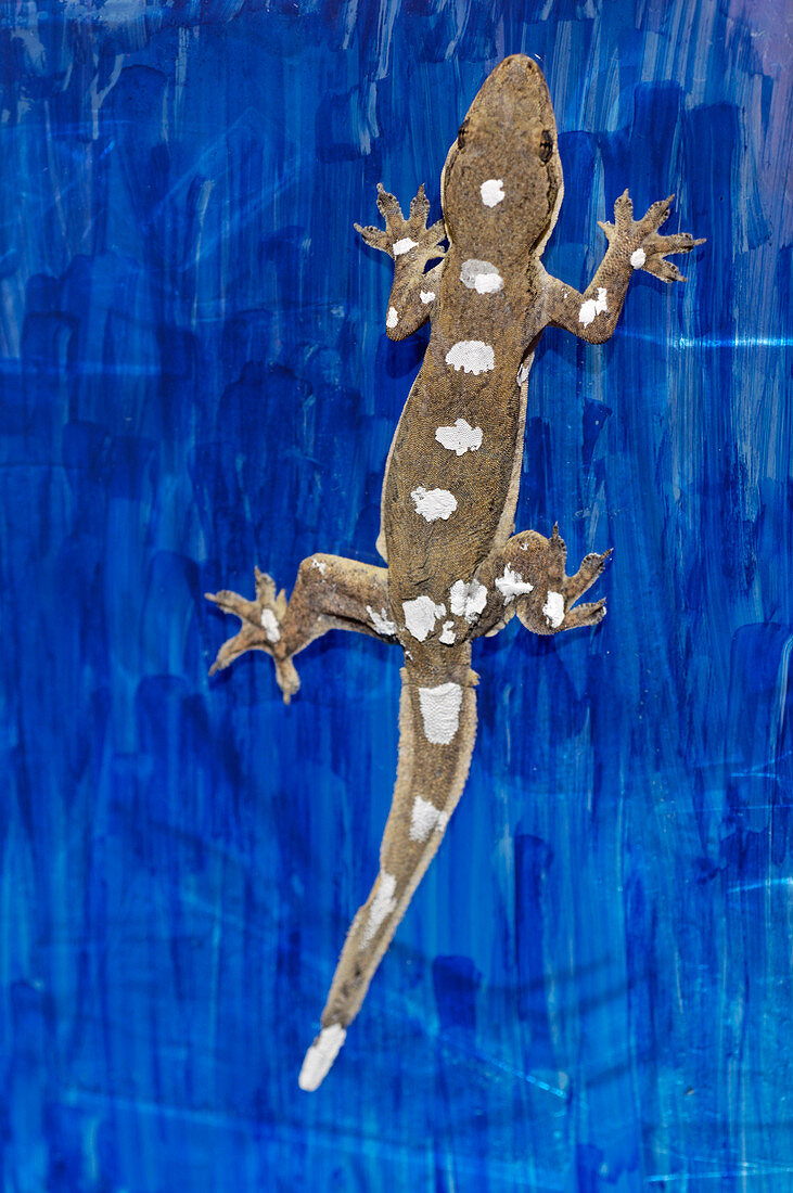 Gecko locomotion study