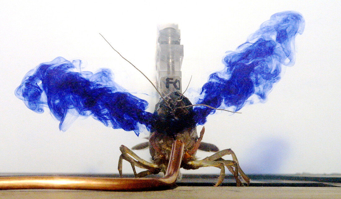Crayfish fluid flow experiment