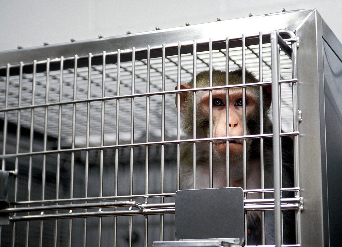 Laboratory monkey