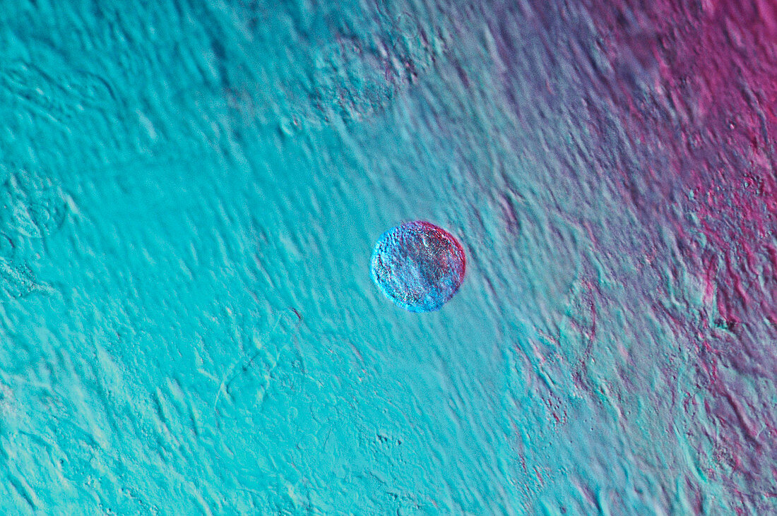 Stem cell,light micrograph