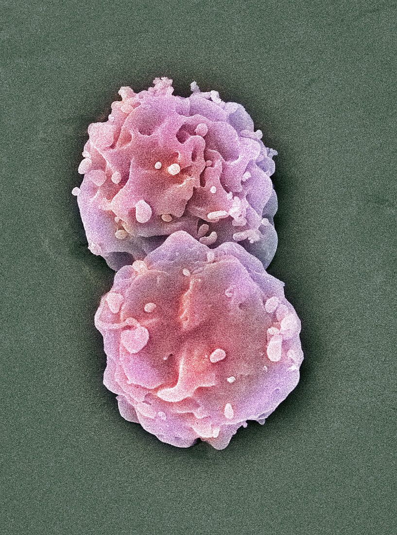 Embryonic stem cells,SEM