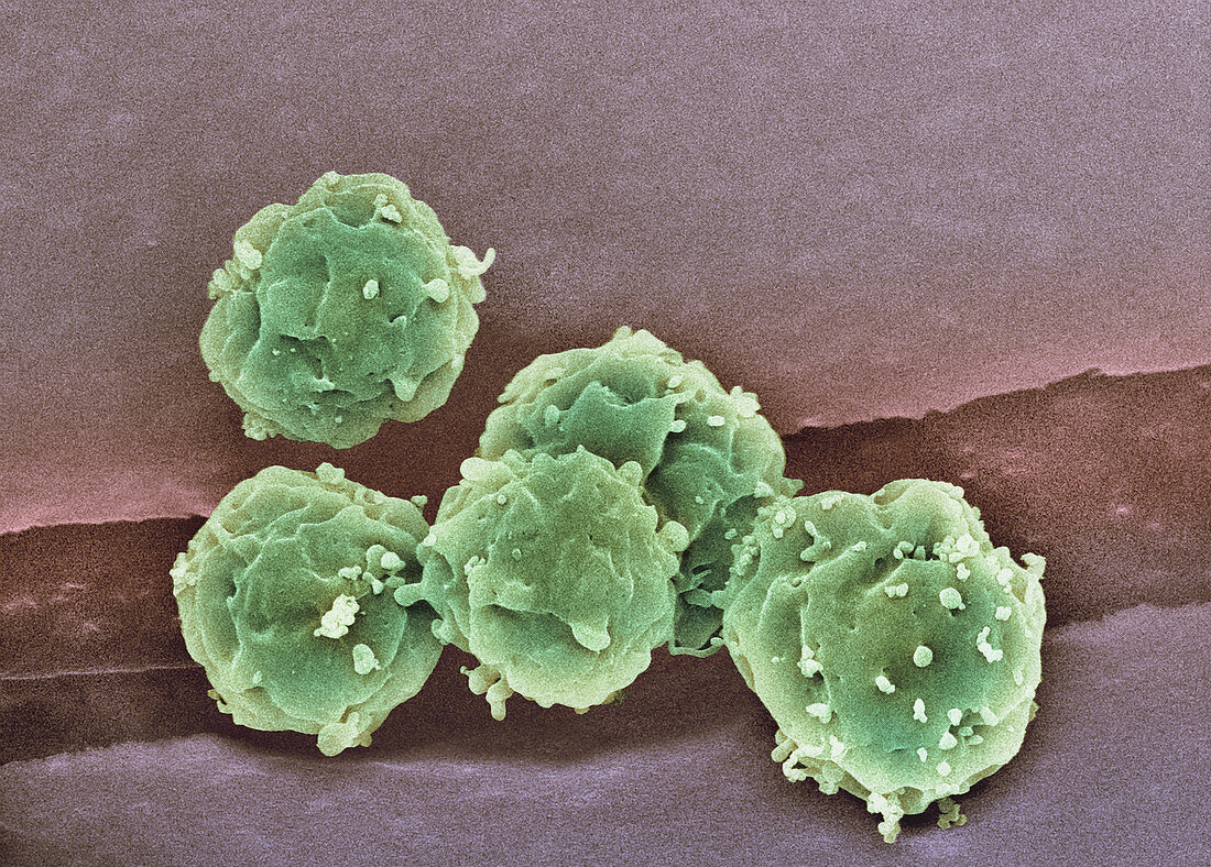 Embryonic stem cells,SEM