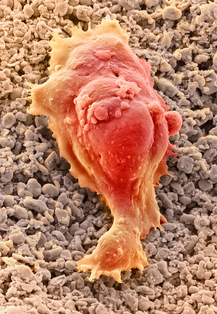 Human embryonic stem cell,SEM