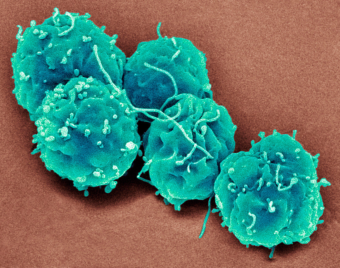 Embryonic stem cells,SEM