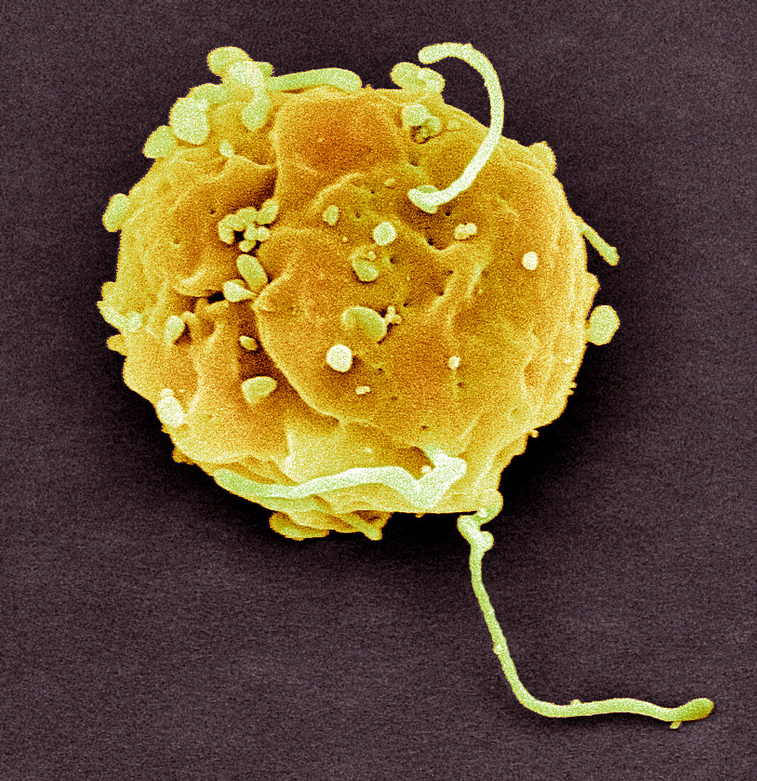 Embryonic stem cells,SEM