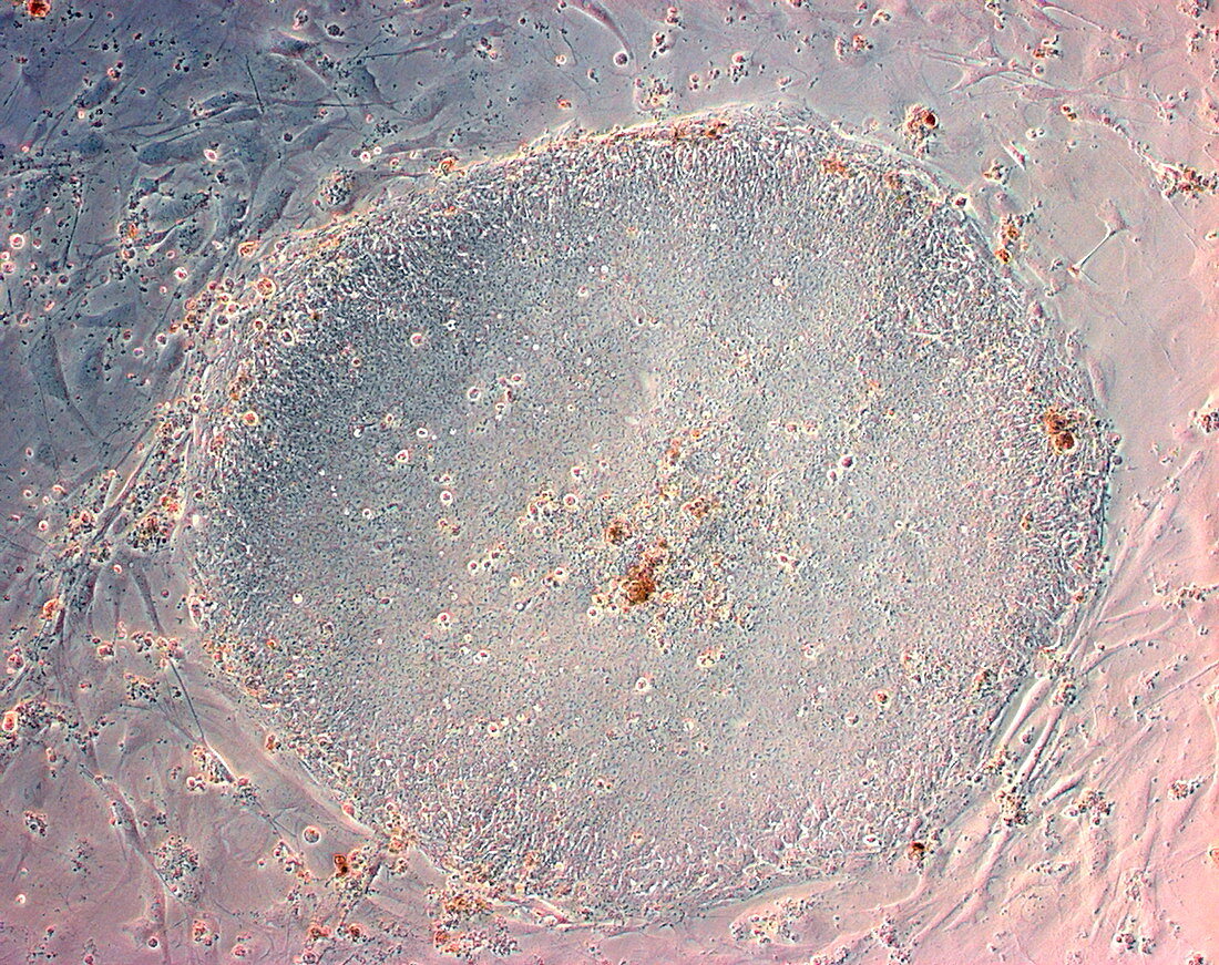 Stem cells,light micrograph