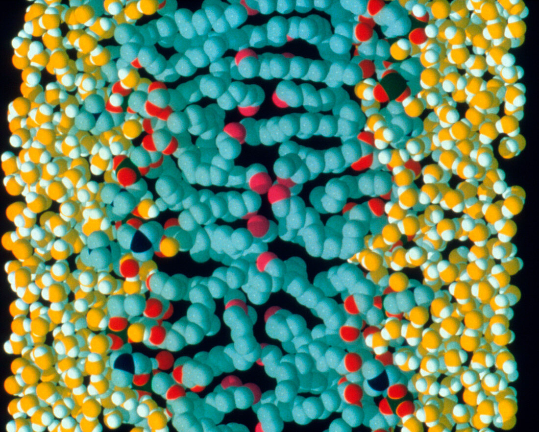 Molecular graphic of membrane phospholipid bilayer