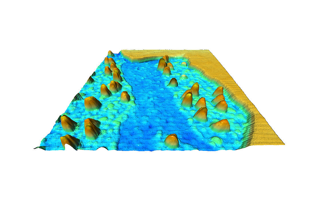 Plasma membrane proteins,AFM