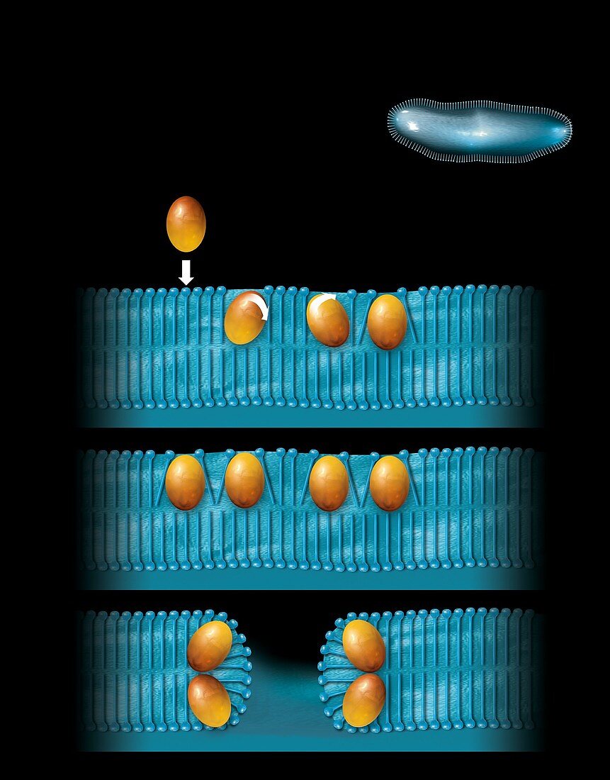 Antibiotic cell membrane effect,artwork