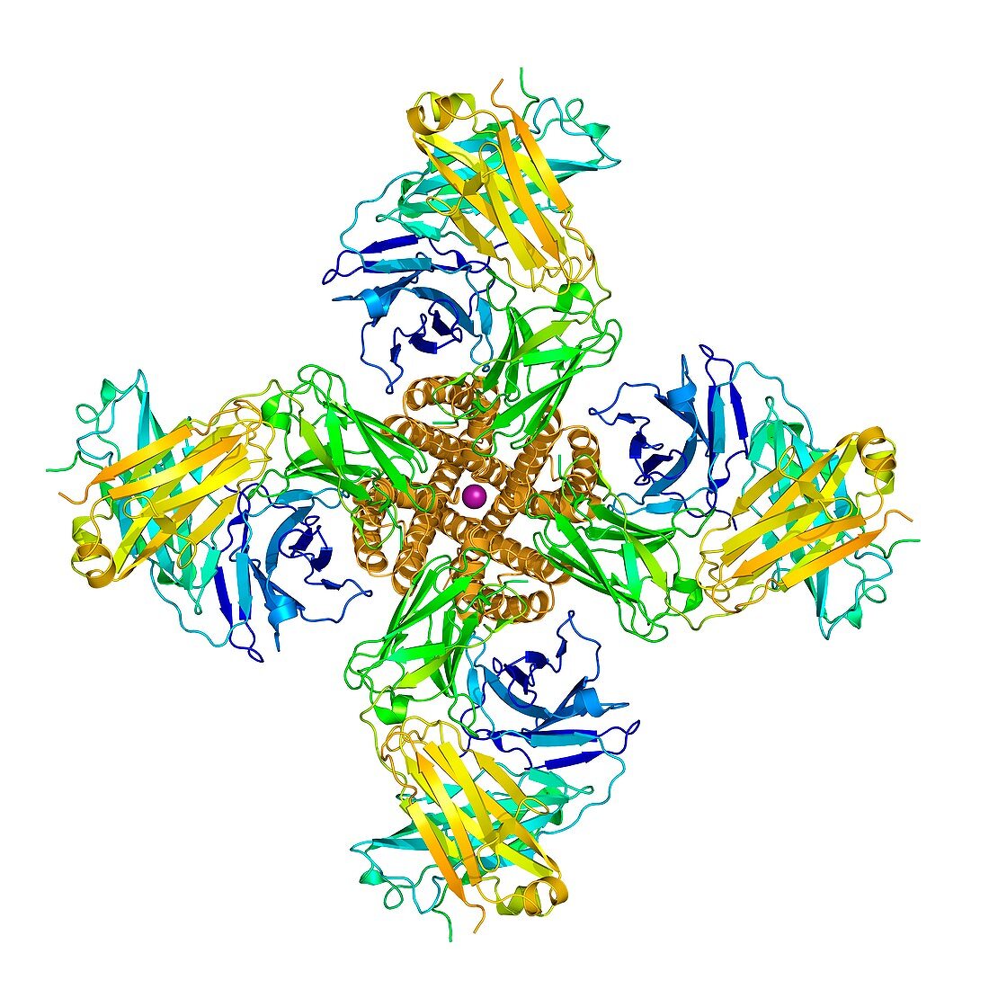 Potassium channel molecular model