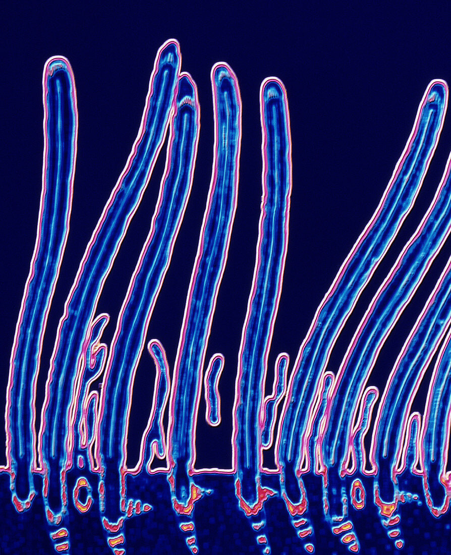 Computer graphic of cilia on a cell surfa