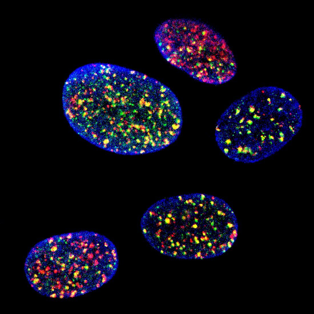 Human cell nuclei,light micrograph