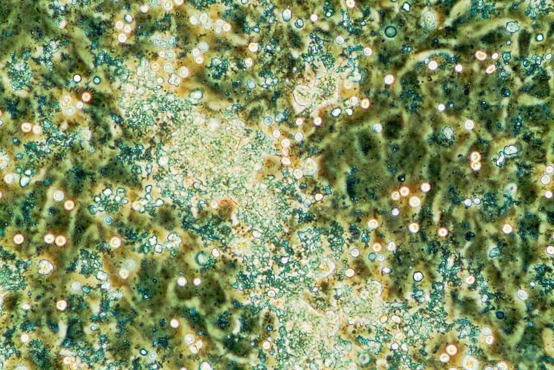 Cardiac stem cells,light micrograph