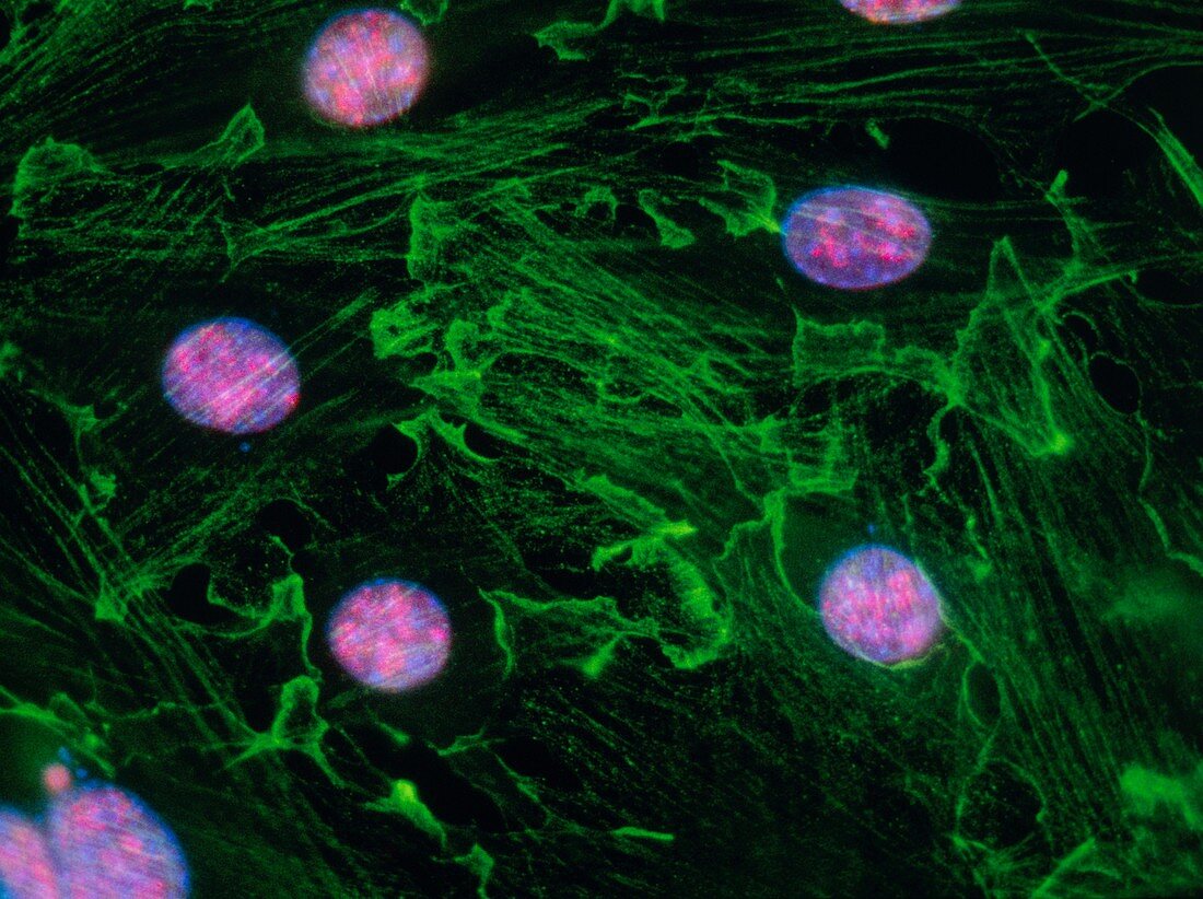 Immunofluorescent LM of fibroblast cell nuclei