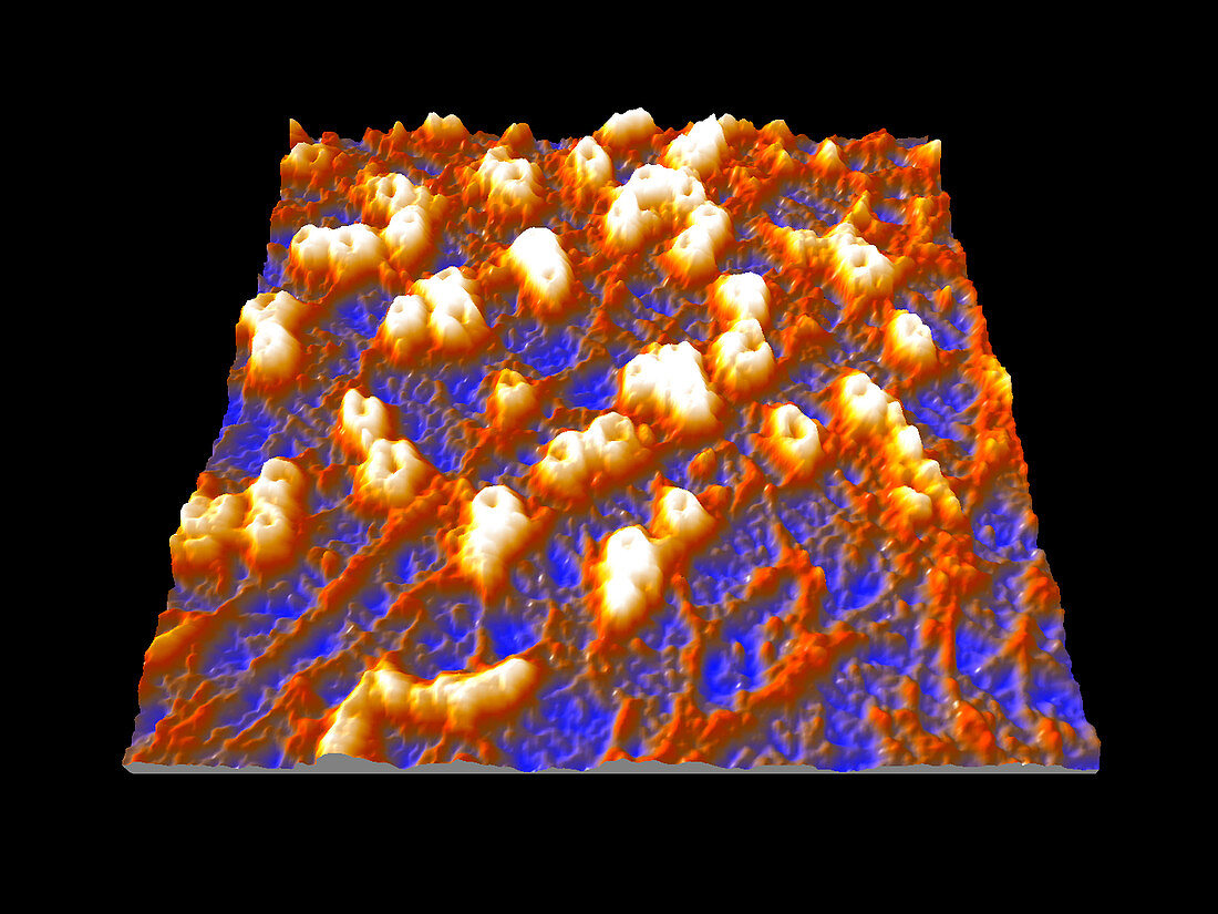 Nuclear pore complexes,AFM