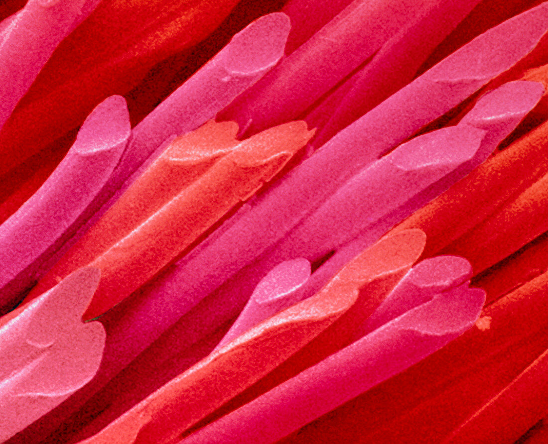 Coloured SEM of fibres of nib of felt-tip pen