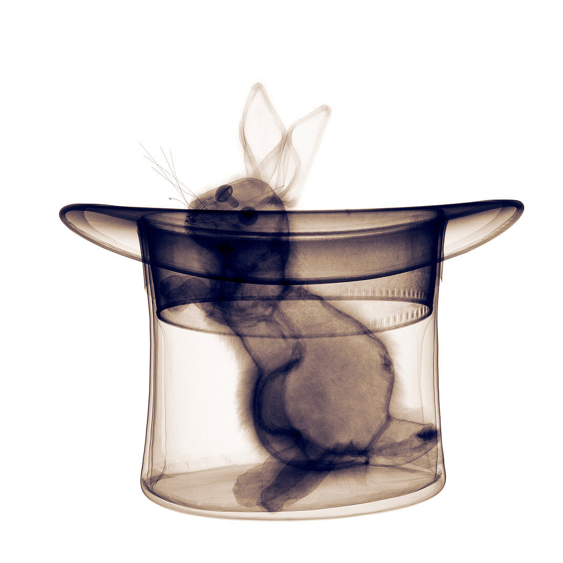 Rabbit in a hat,X-ray