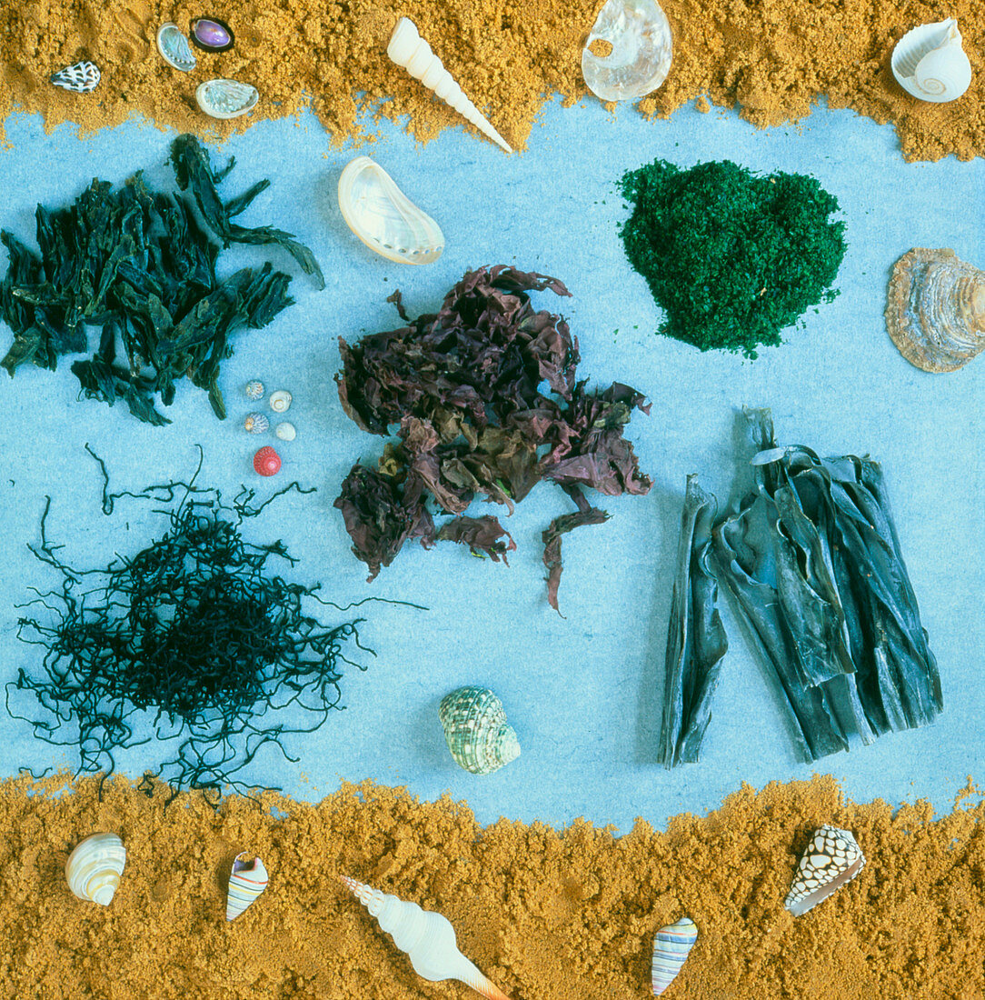 Assortment of dried edible seaweeds