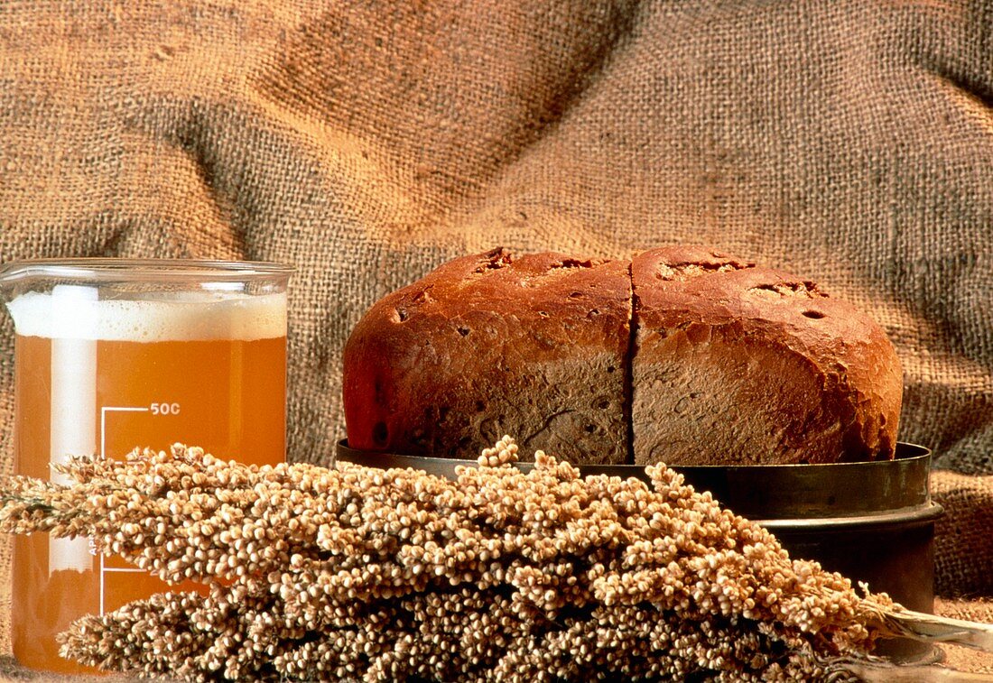 Still life with sweet sorghum,beer and bread