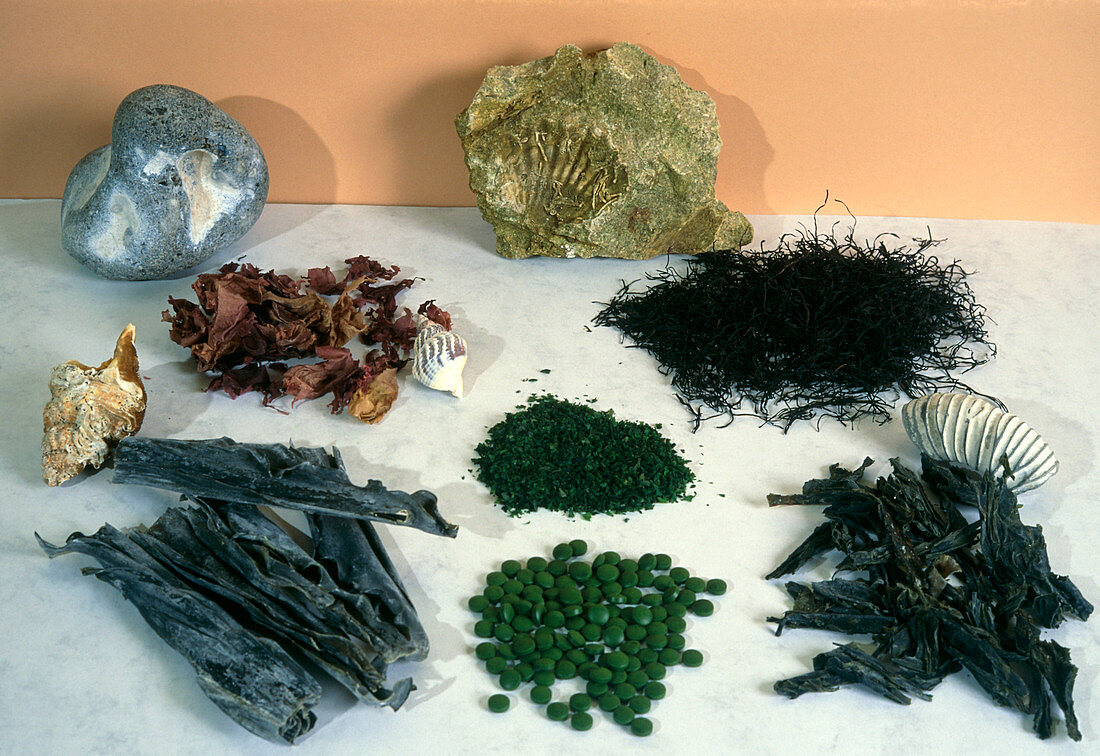 Selection of edible algae,and Chlorella pills