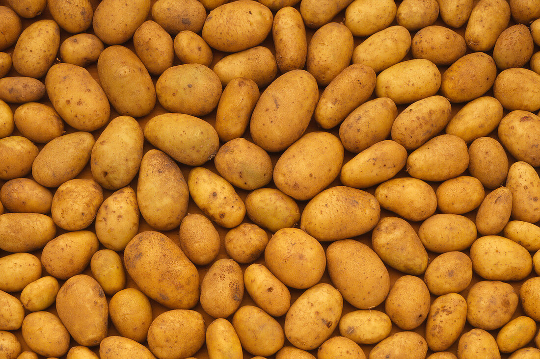 Raw potatoes: uncooked,unsliced,unpeeled
