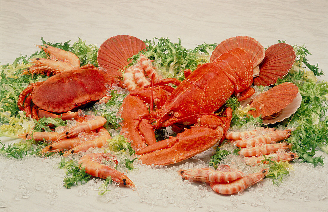 Shellfish: lobster,crab,prawns and scallops