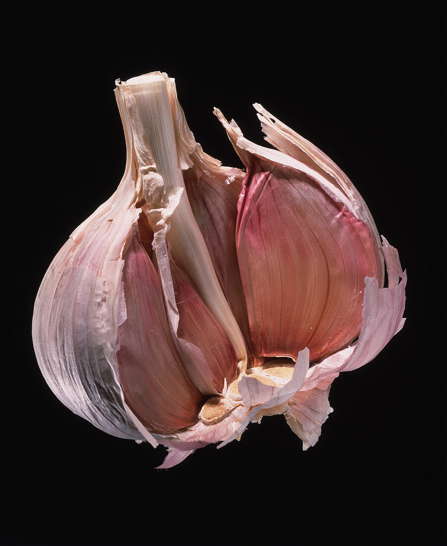 Opened bulb of garlic,Allium sativum