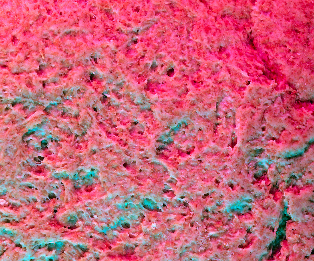 Macrophoto of bread dough rising during baking