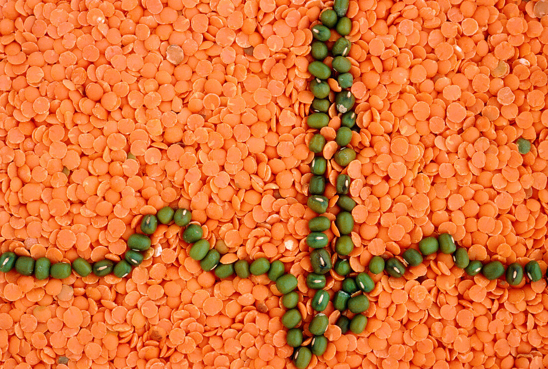 Green and red lentils