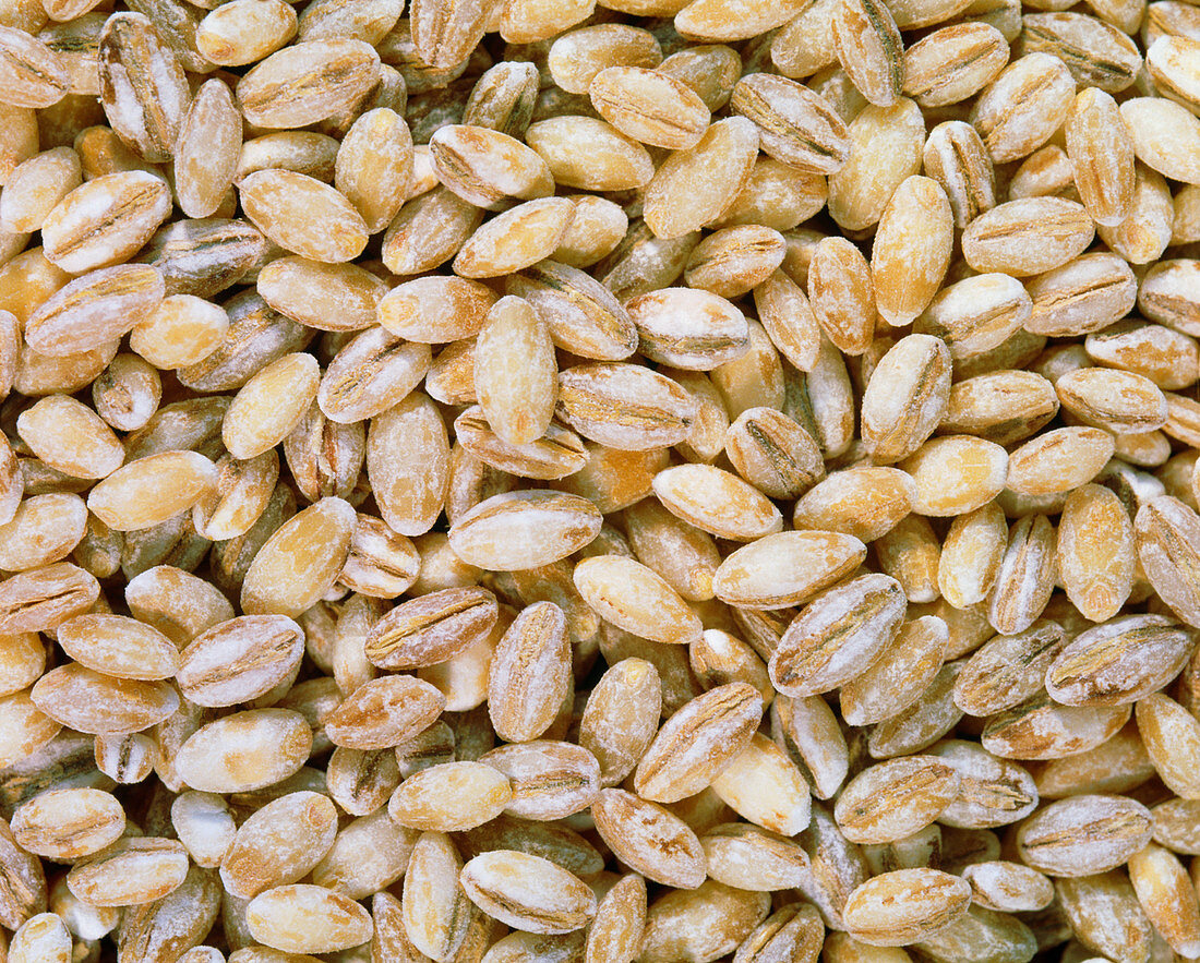 View of barley (Hordeum sp.) grain