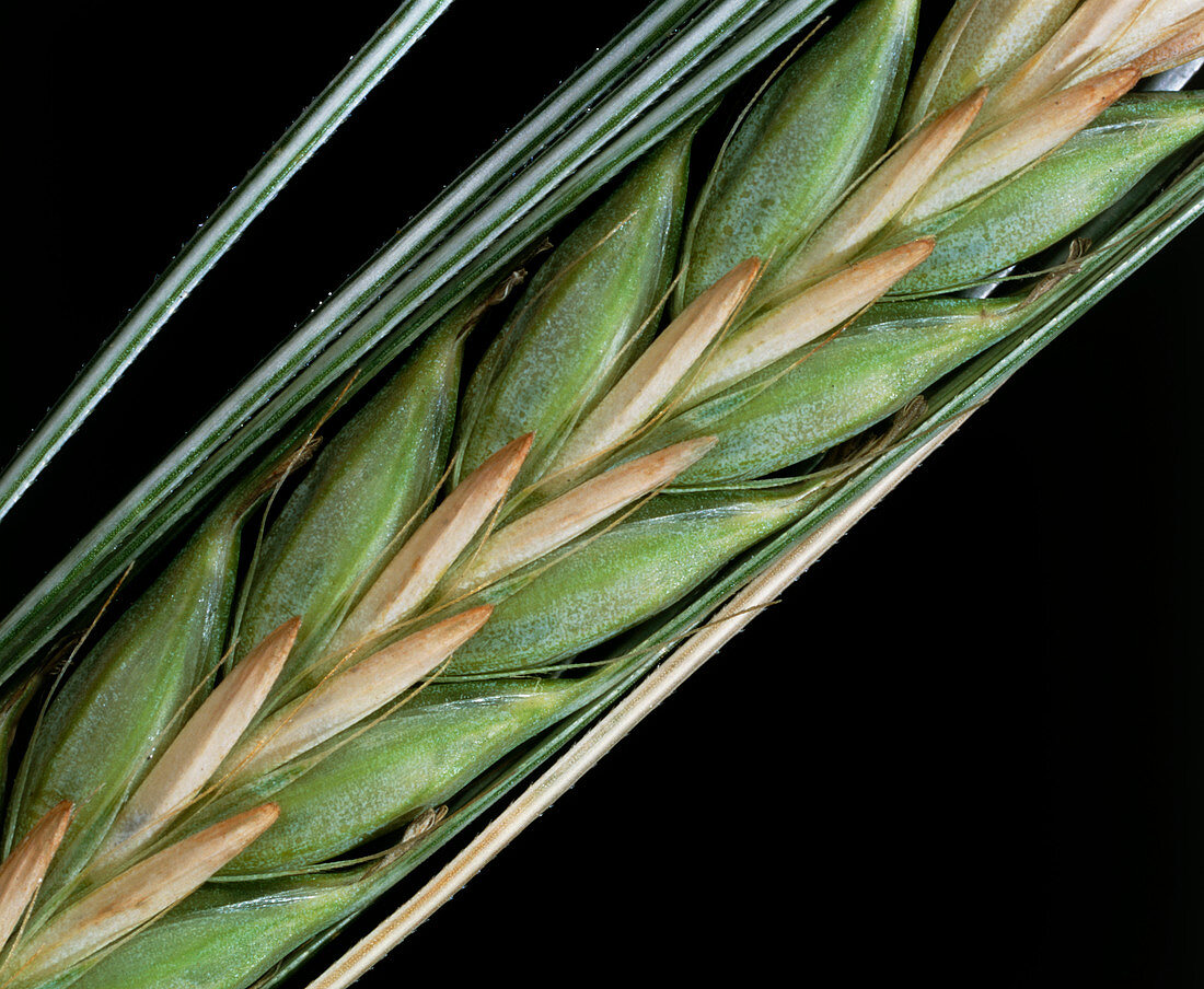 Ear of barley