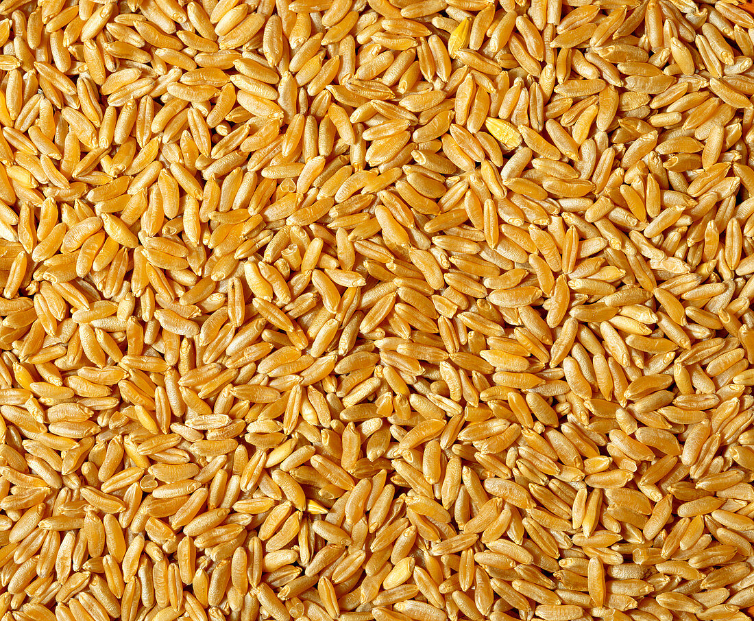 Kamut wheat grains