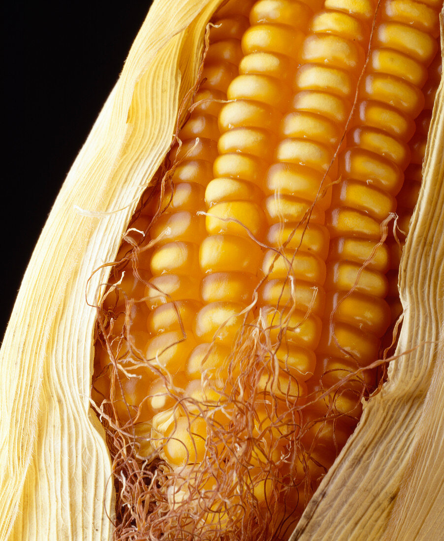 Maize cob