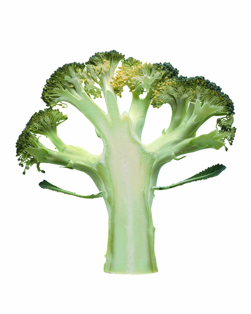 Broccoli