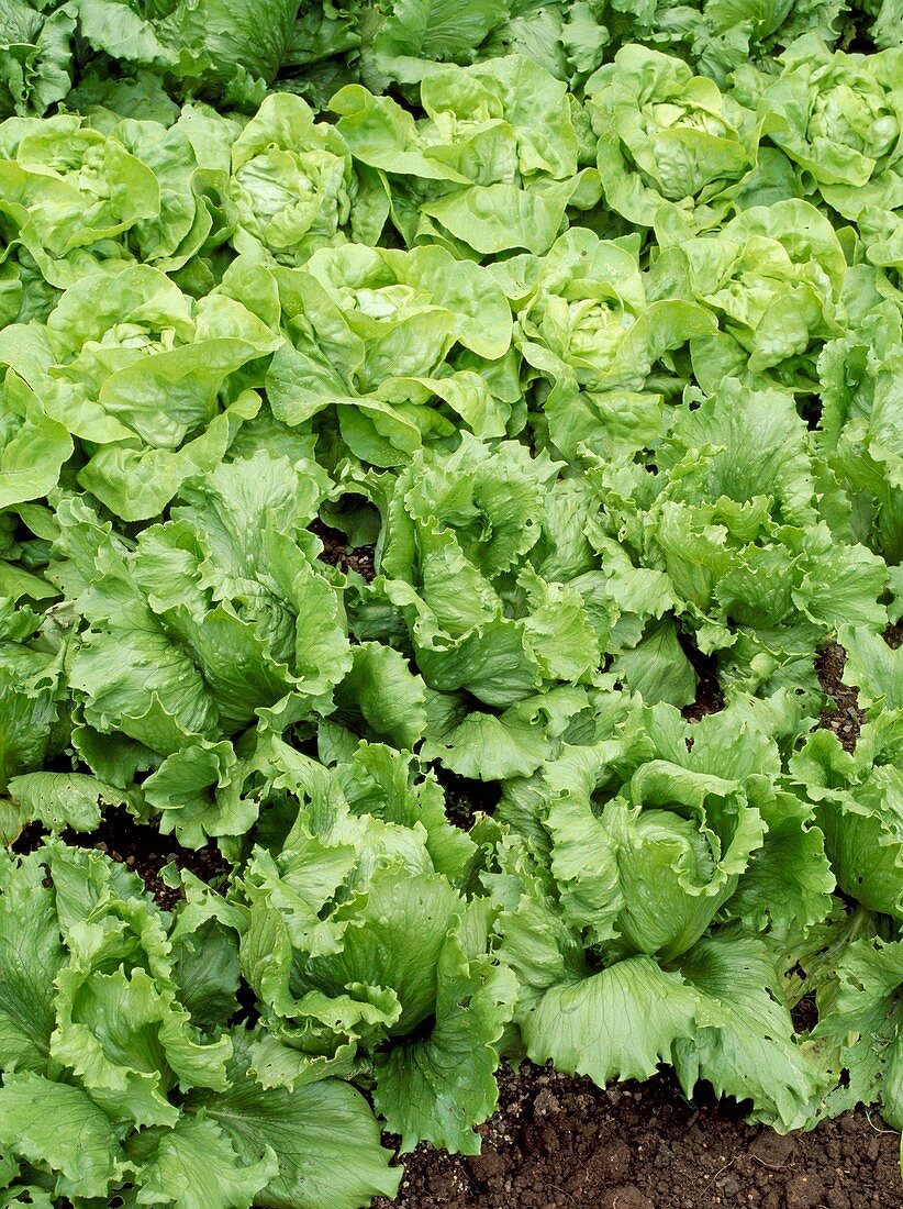 Plenty and Saladin lettuces