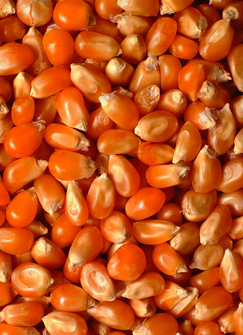 Corn seeds for popcorn