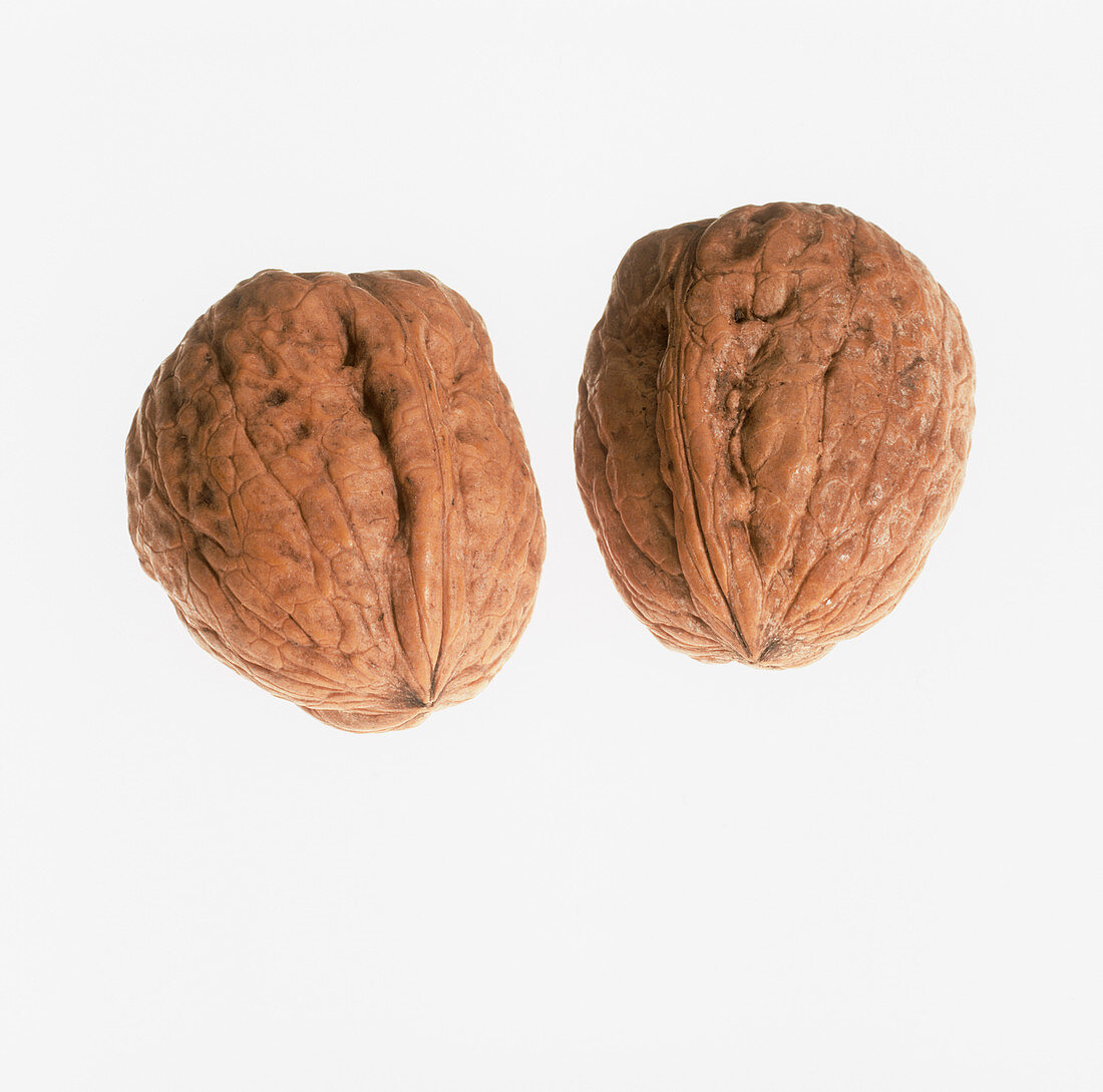 Pair of walnuts