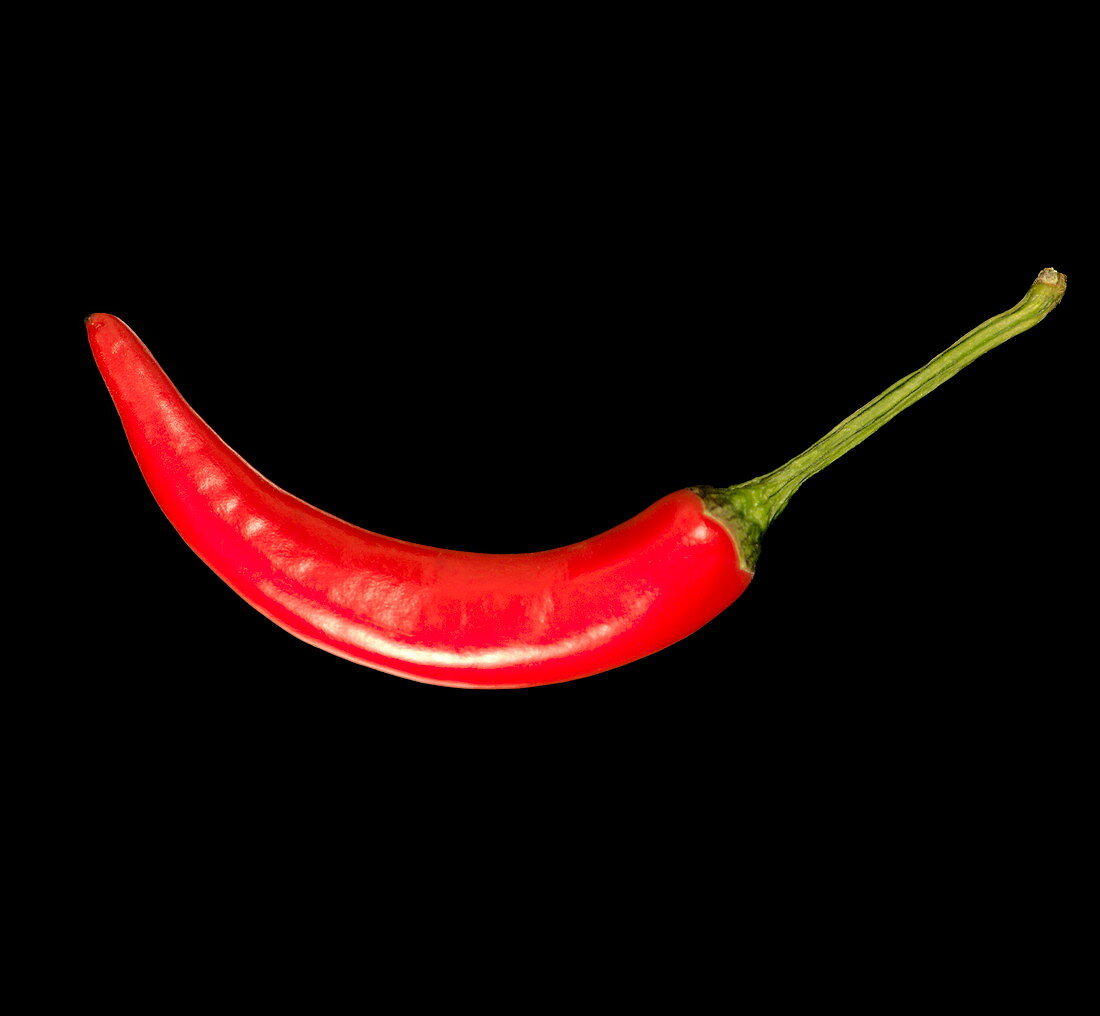 Red chilli pepper