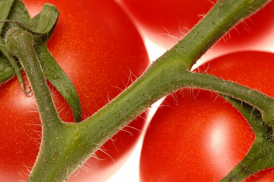 Ripe tomatoes on a vine