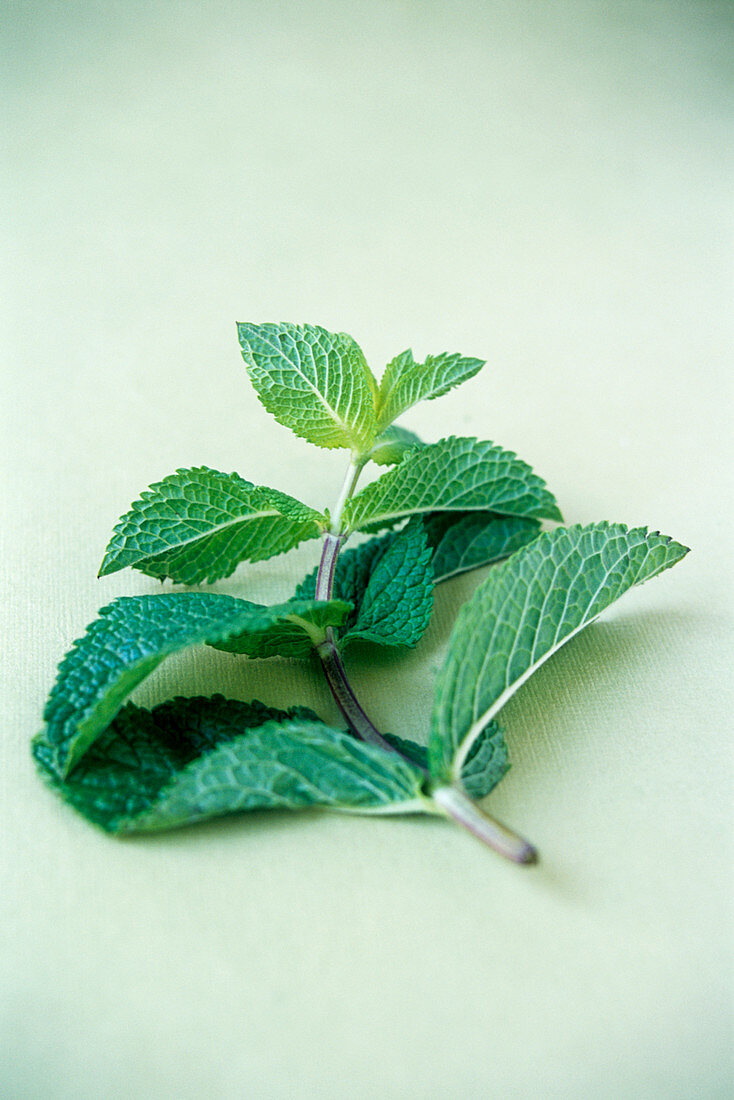 Mint (Mentha sp.)