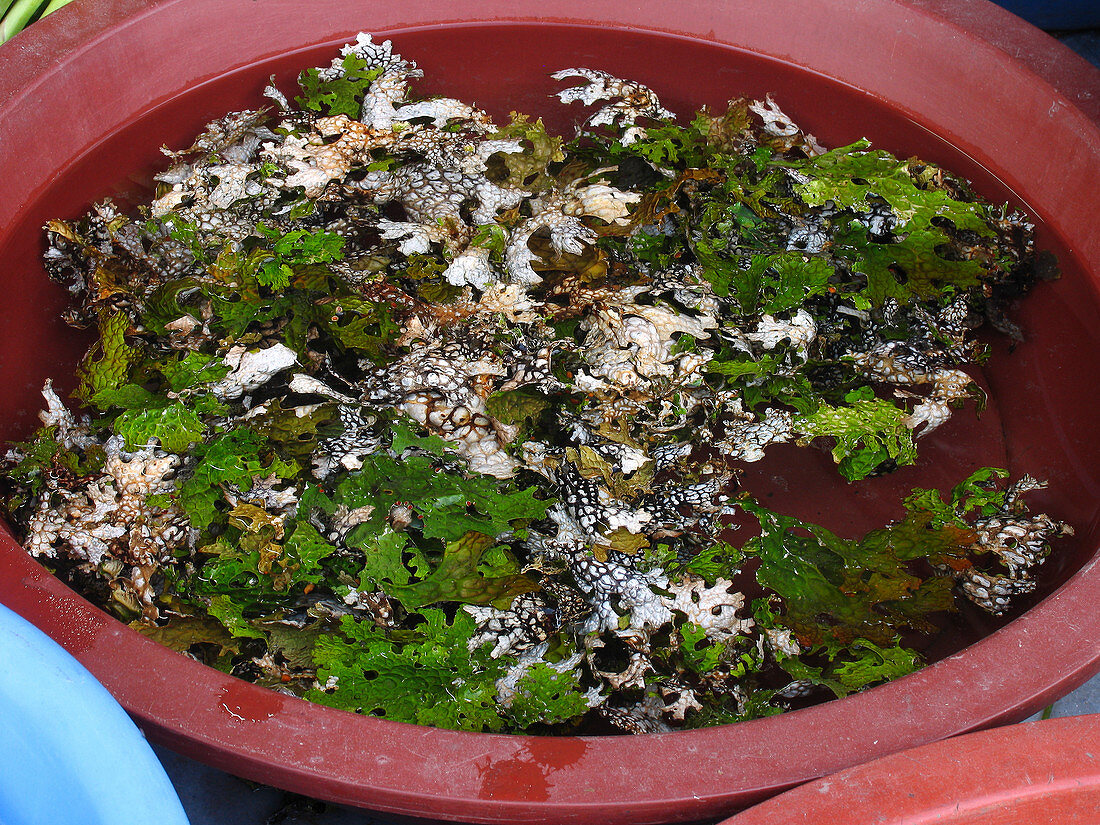 Edible lichen