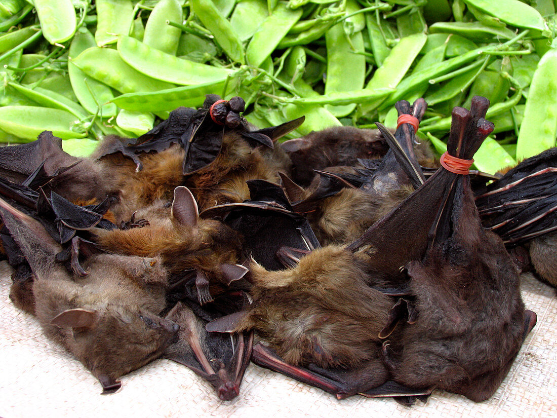 Bats on sale at a market