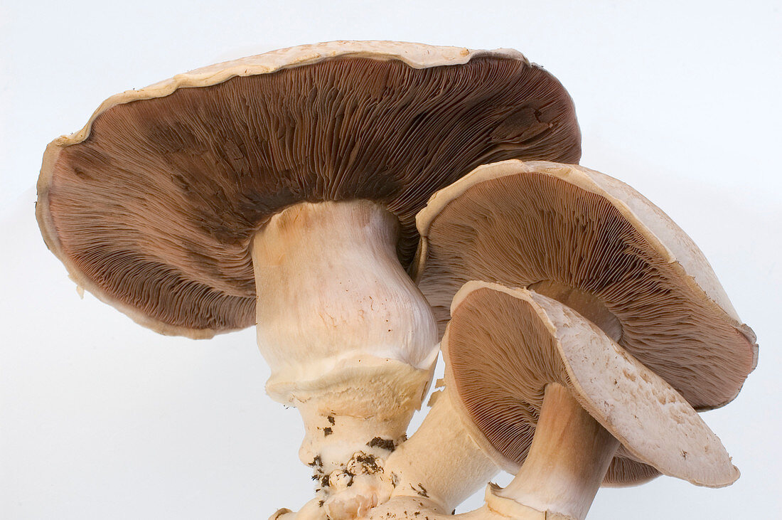 Portabella mushrooms