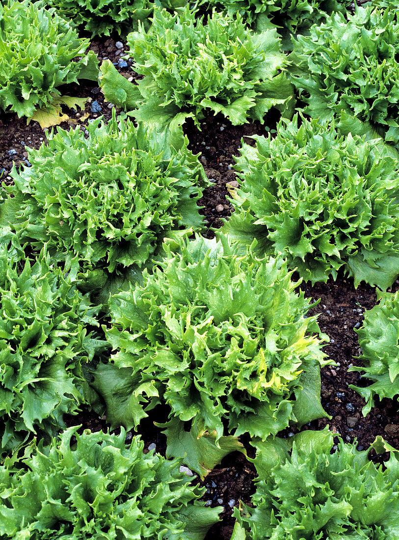 Lettuce (Lactuca sativa 'Spiky')