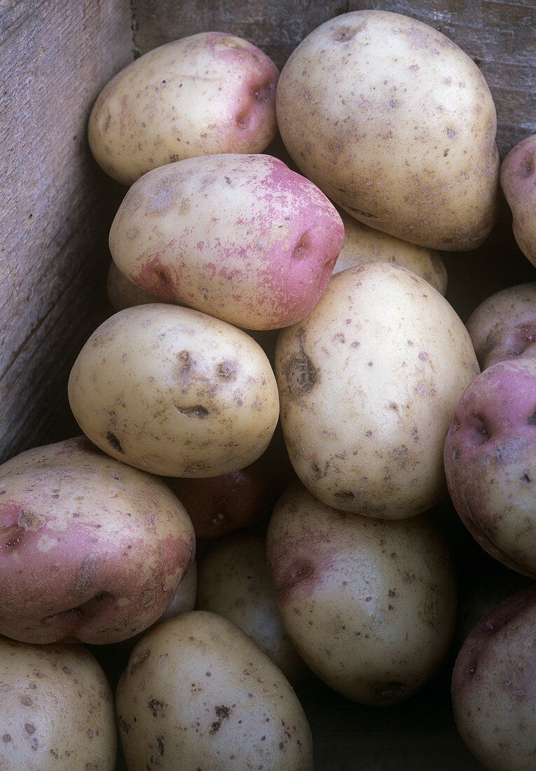 Potatoes (Solanum 'King Edward')