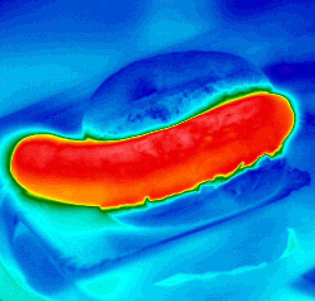 Sausage in a bun,thermogram
